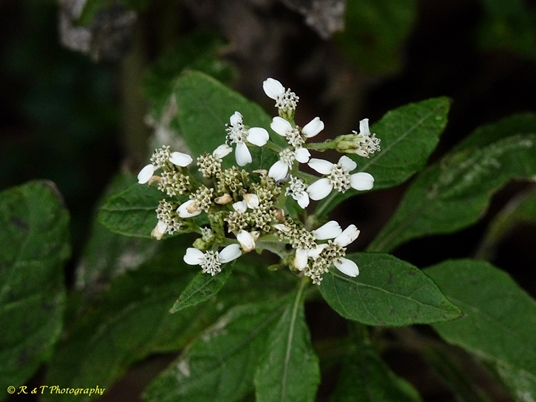 {Verbesina virginica}